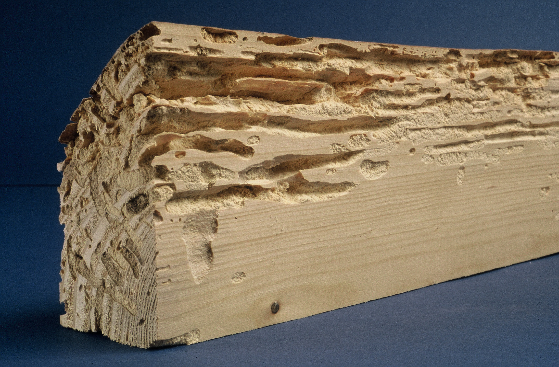 Traitement de charpente, bois à Avignon